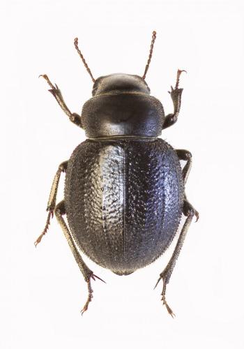 Pimelia discicollis ciliativentris